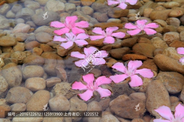 在天然淡水夾竹桃粉紅色的花朵漂浮
