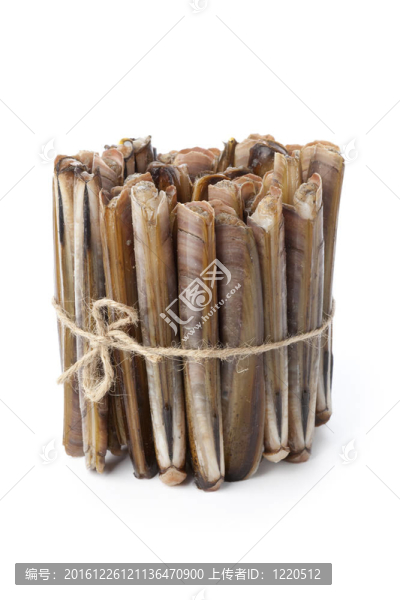 新鮮的粗貝殼
