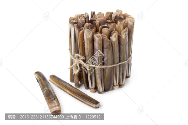 新鮮的粗貝殼