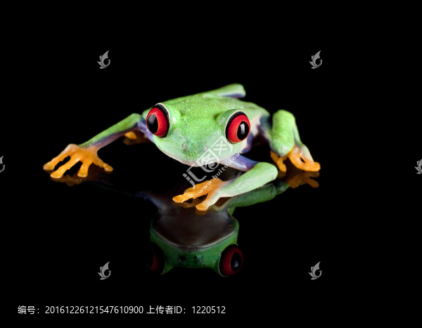 黑樹蛙
