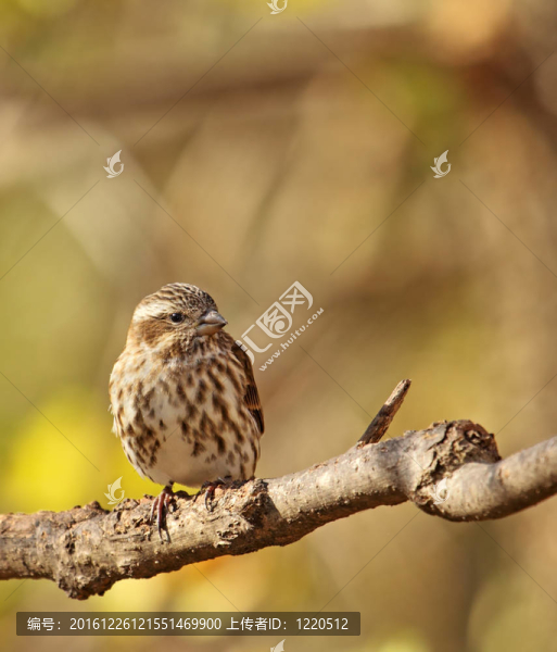 女的房子雀；Carpodacus,mexicanus