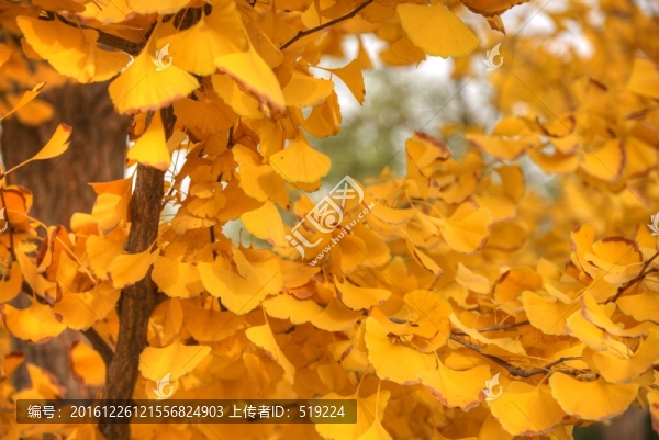金黃銀杏葉