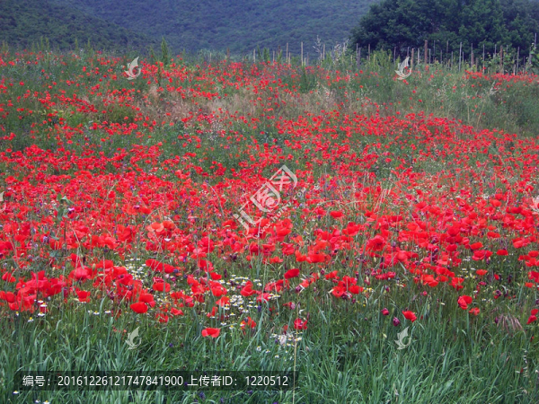 罌粟花田