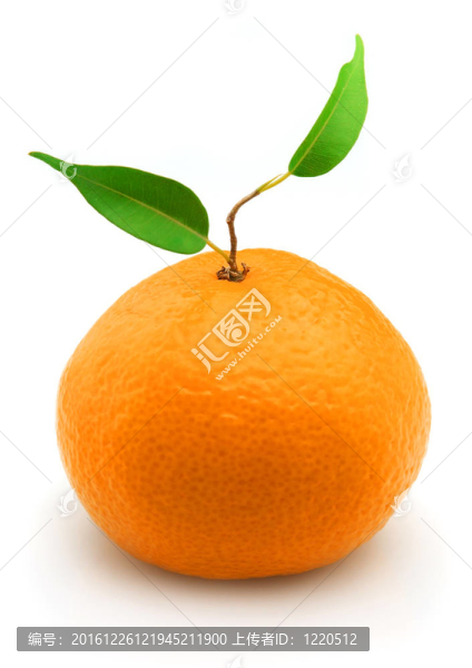 Tangerine夜店的葉子