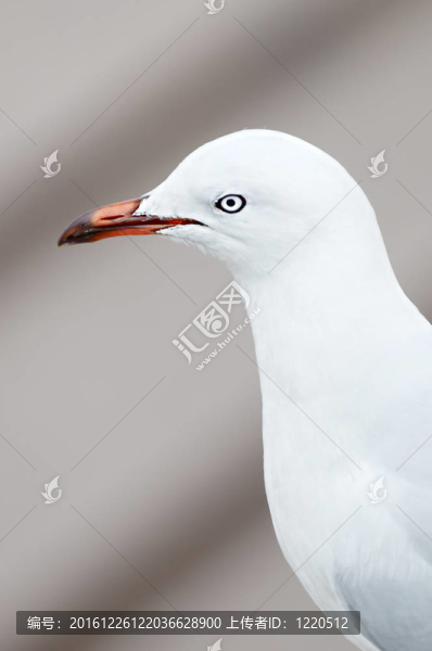 海鷗