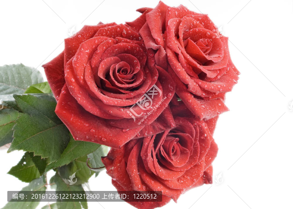 三朵红玫瑰伴白底水滴
