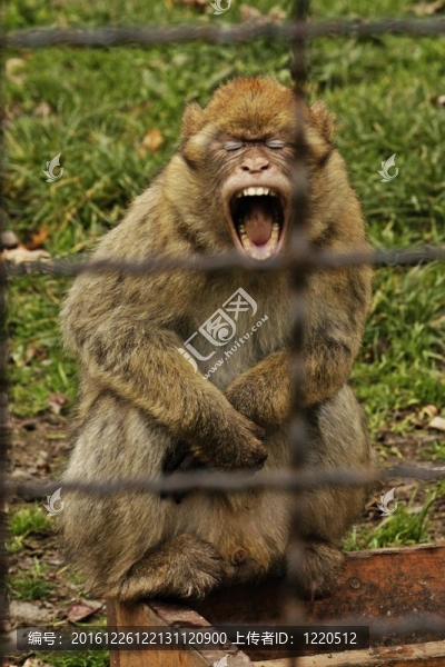 動(dòng)物園里的猴子