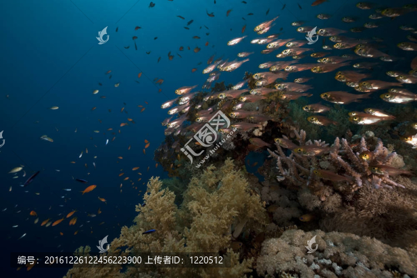 在紅海GlassFish和珊瑚。
