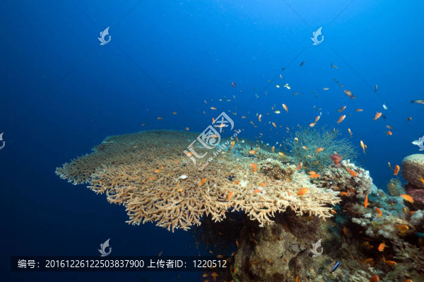 表珊瑚和魚在紅海。
