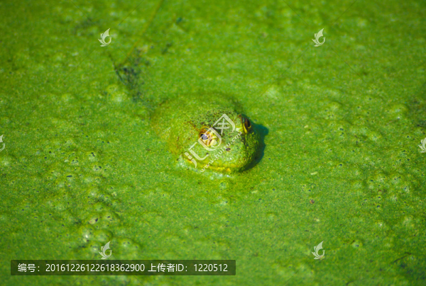 牛蛙