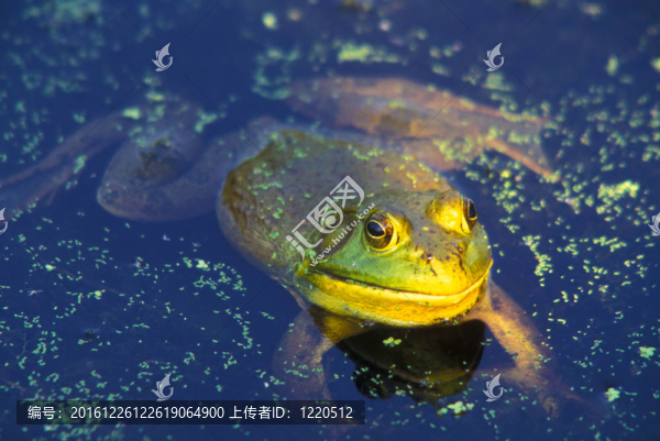 牛蛙
