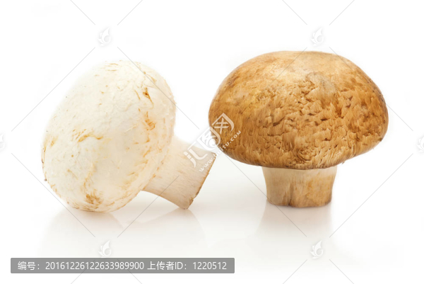 兩香菇蘑菇