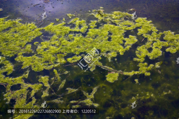 池