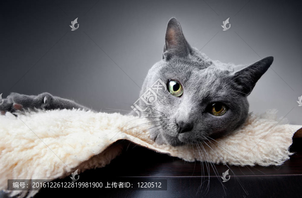 俄羅斯藍(lán)貓