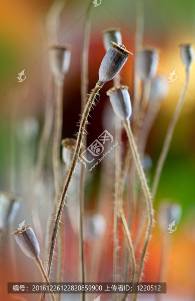 干燥的罌粟花莢