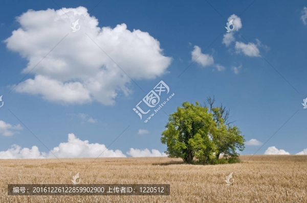 田野；天空和孤獨的樹