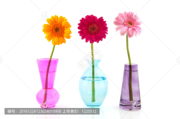 Colorful,Gerber的花