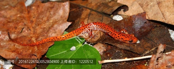 Cave,Salamander（Eurycea,Lucifuga）