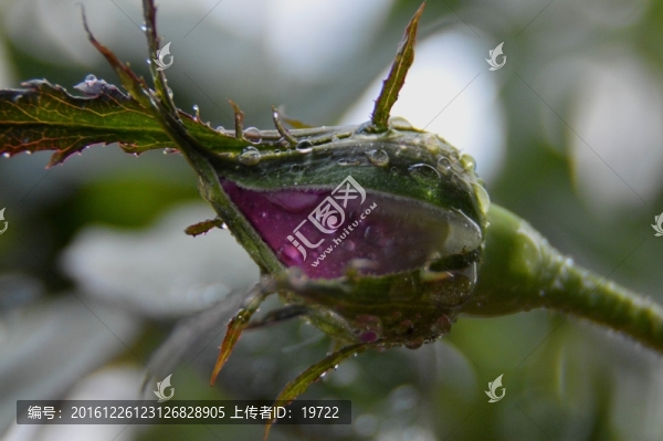 一朵玫瑰花