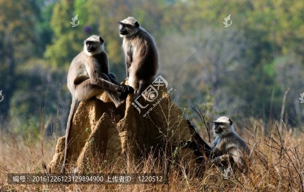灰葉猴、長(zhǎng)尾葉猴