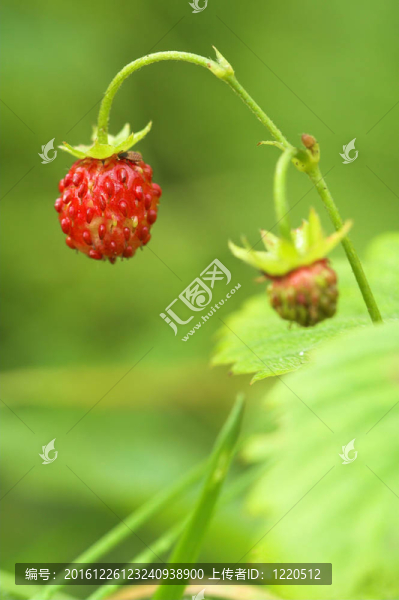野草莓