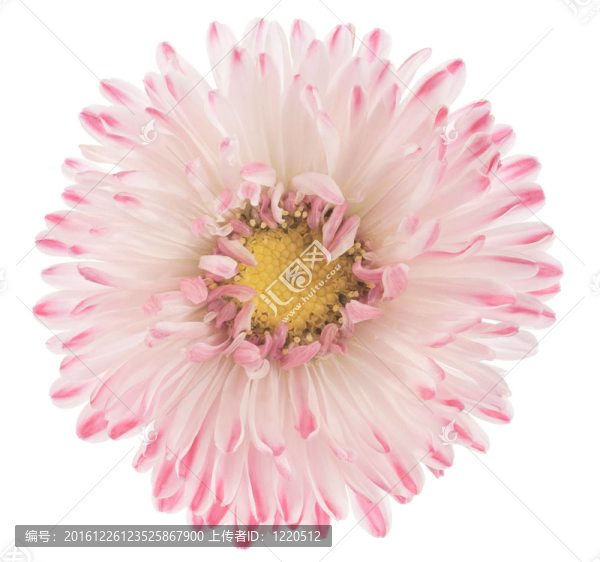 中國紫菀
