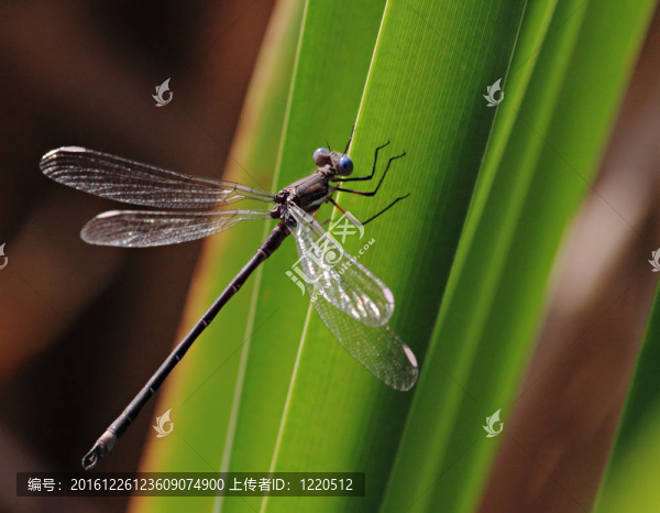 葉片上的蜻蜓-匯圖網(wǎng) www.fosd68.com 葉片上的蜻蜓