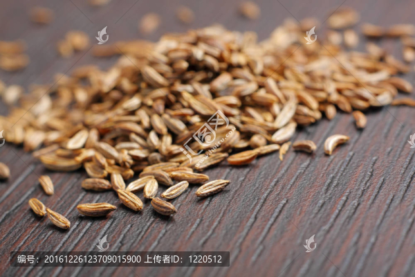 葛縷子籽