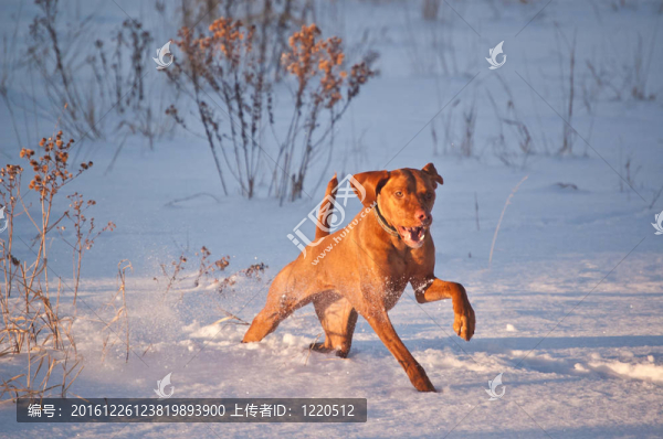 維茲拉犬的狗在Winter的一個(gè)雪場(chǎng)運(yùn)行