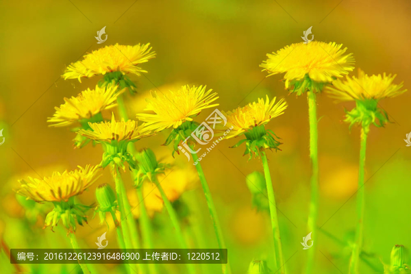 蒲公英