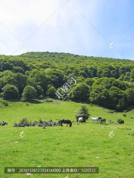 在法國高山吃好草野生馬；法國；比利牛斯山脈
