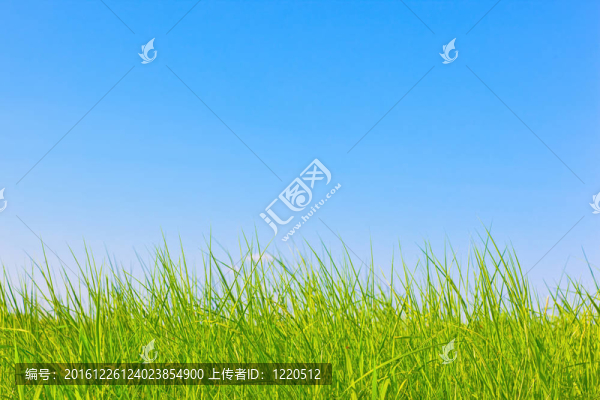健康的草