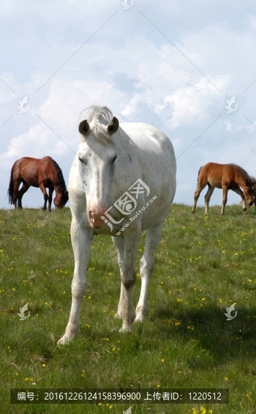 在羅馬尼亞山羅德納野馬。