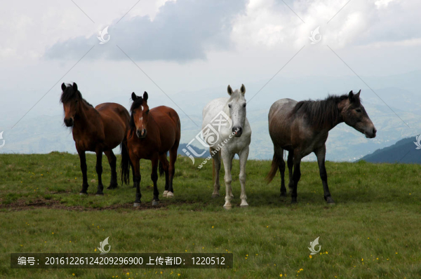 在羅馬尼亞山羅德納野馬。