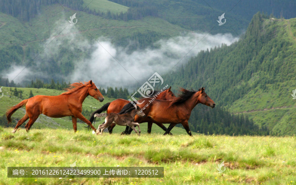 野馬