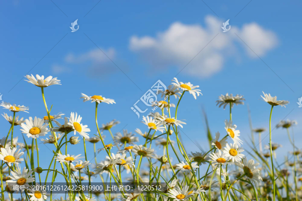 chamomiles