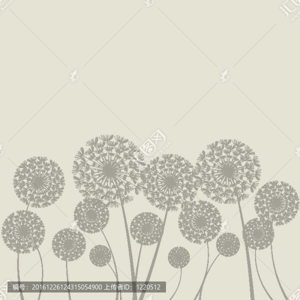 蒲公英
