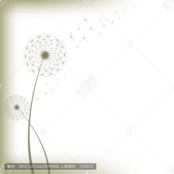 蒲公英