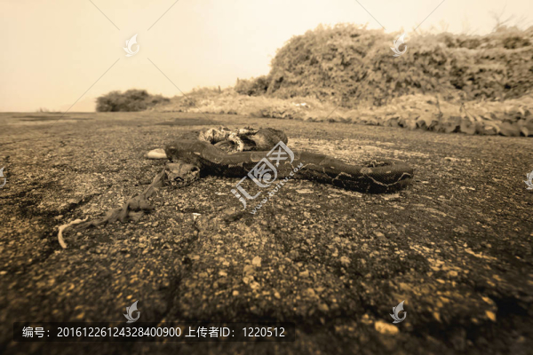 在Aruba路上死了寶兒