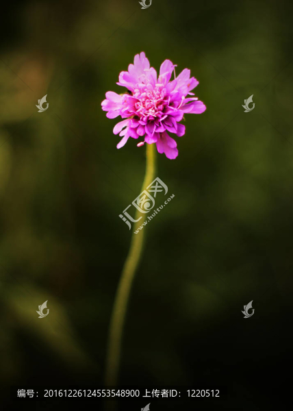 孤獨的花