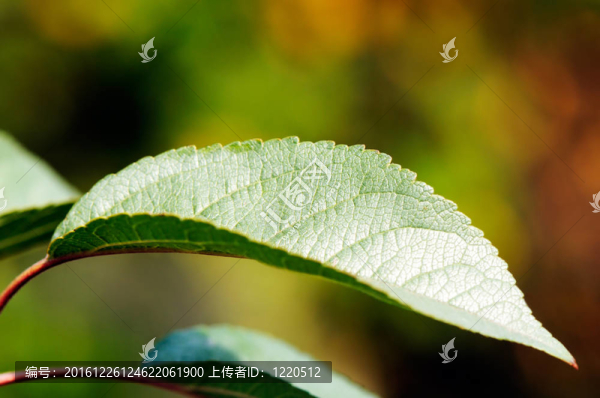 蘋(píng)果樹(shù)的葉子