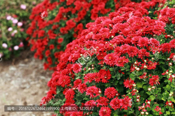 菊花