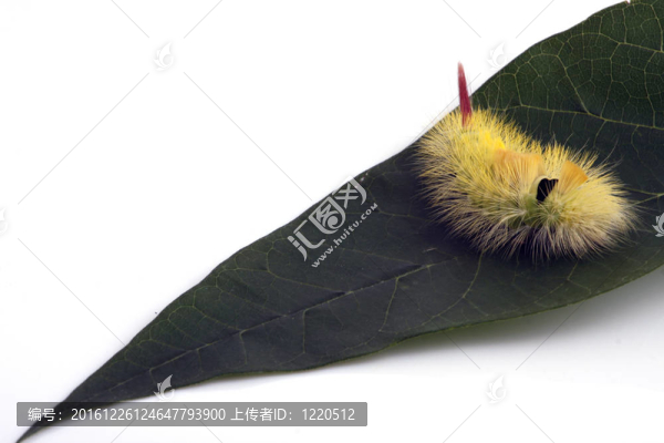卡特彼勒