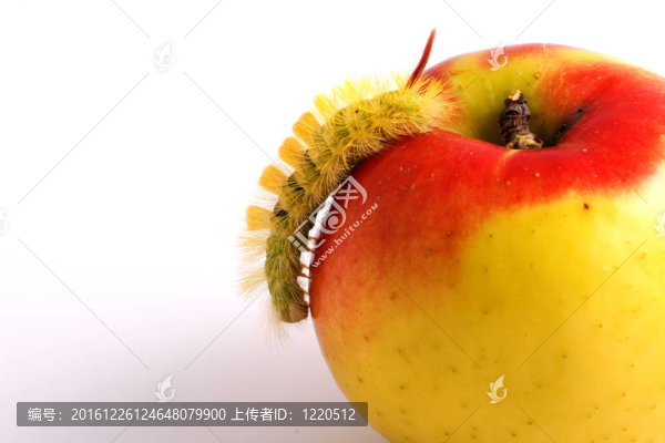 卡特彼勒和蘋果