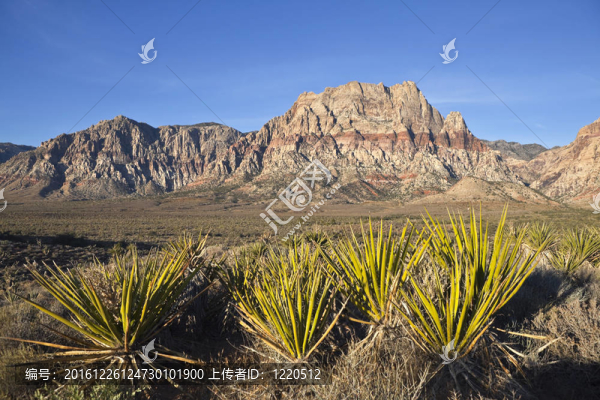內(nèi)華達(dá)州的砂巖和Yuccas