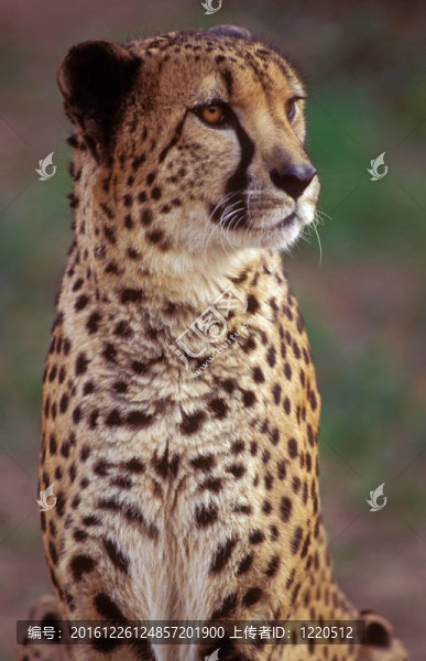 獵豹