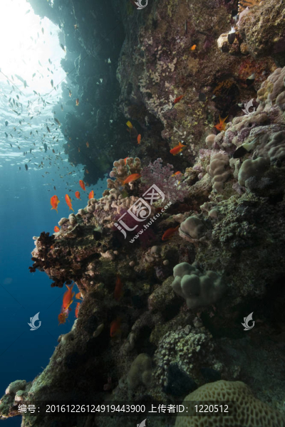 魚類和海洋