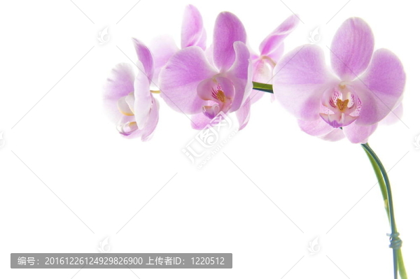蘭花