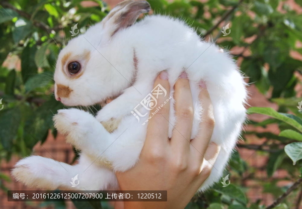 一只白色蓬松的兔子在手