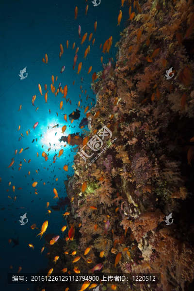魚類和海洋